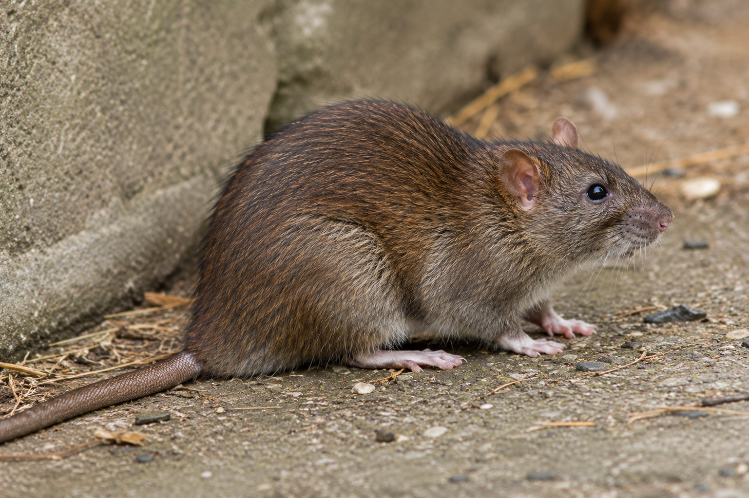 Norway rat