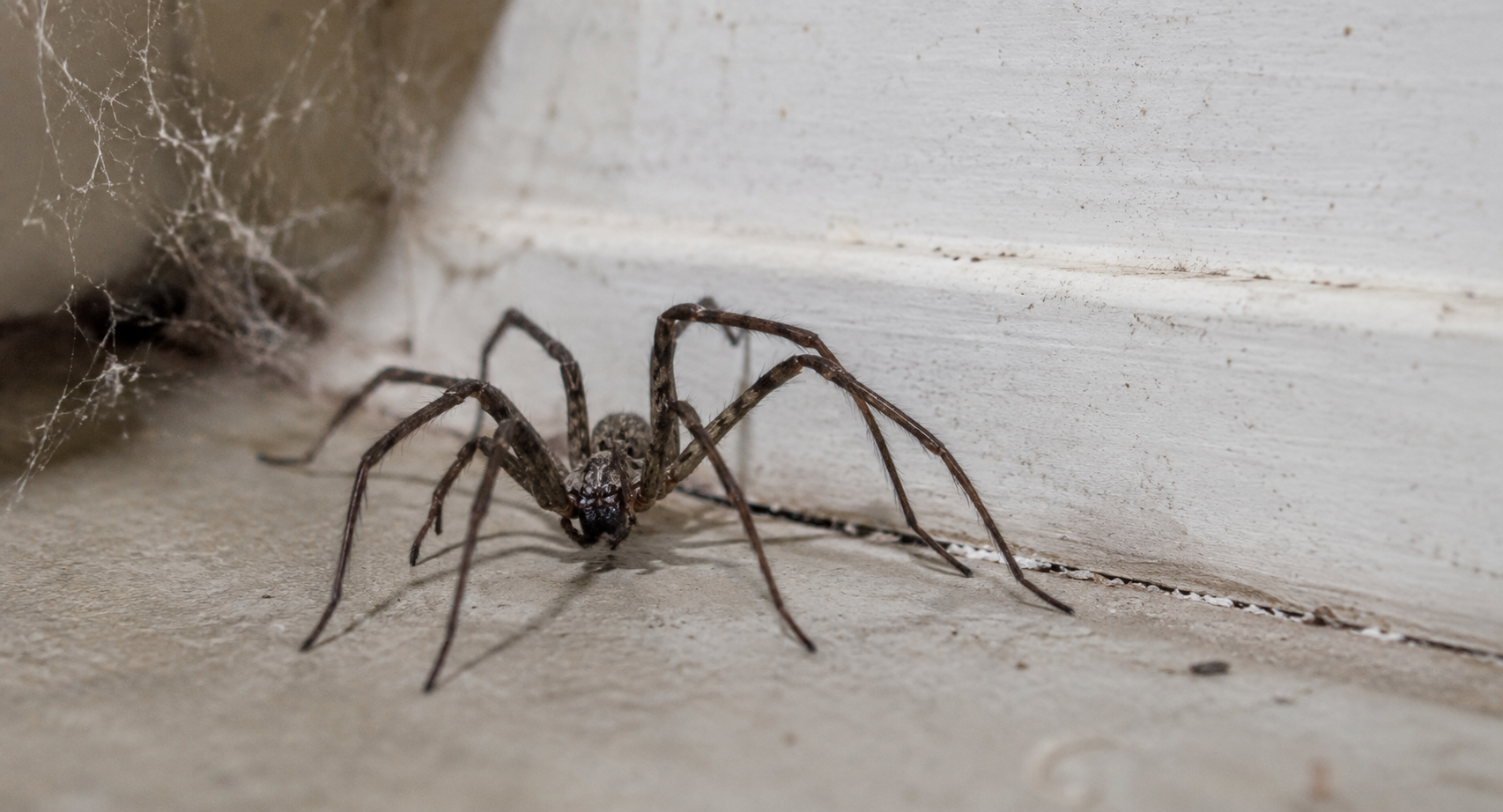 Spider Pest Control Strathfield