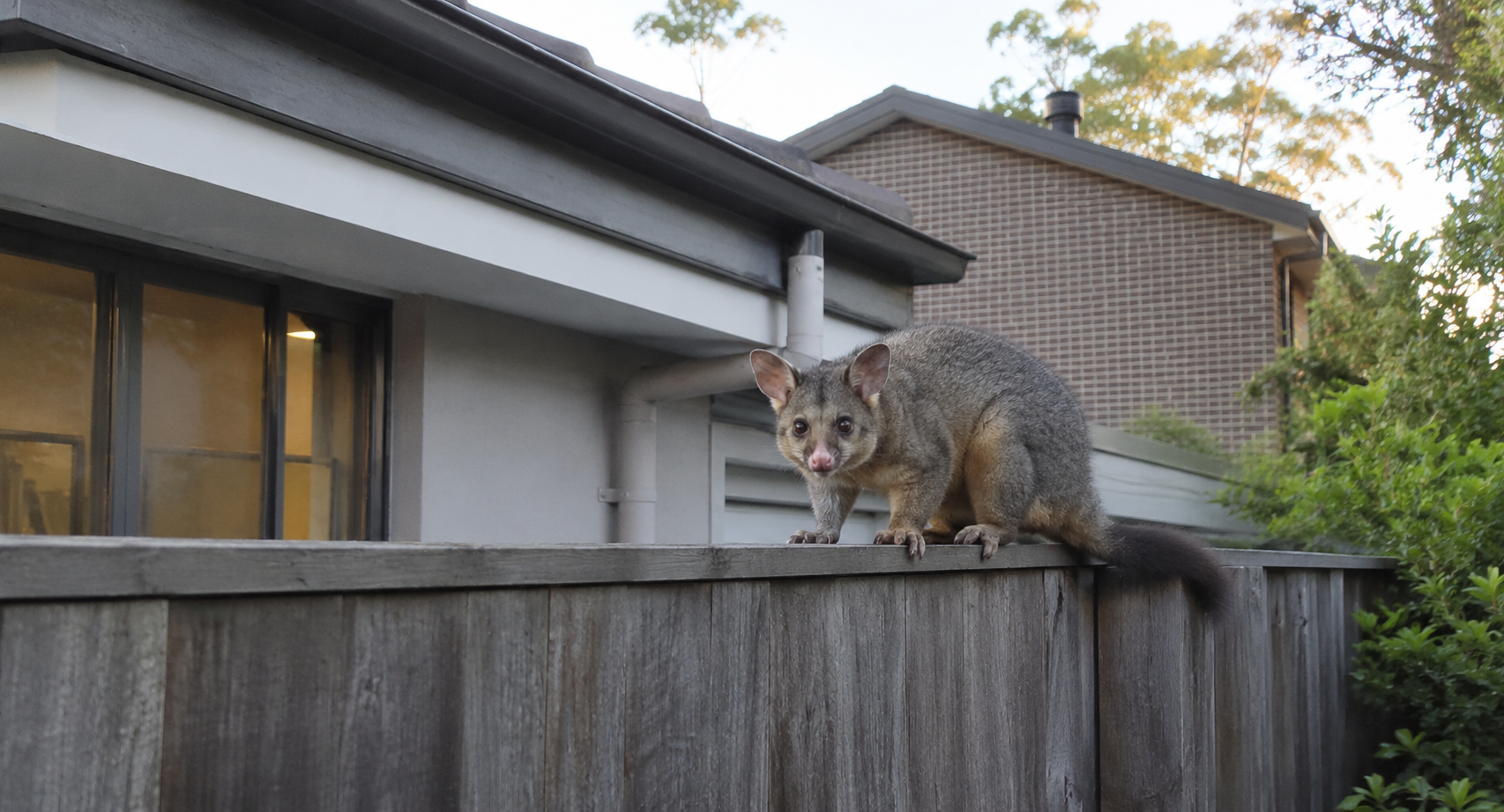 Possum Removal Strathfield